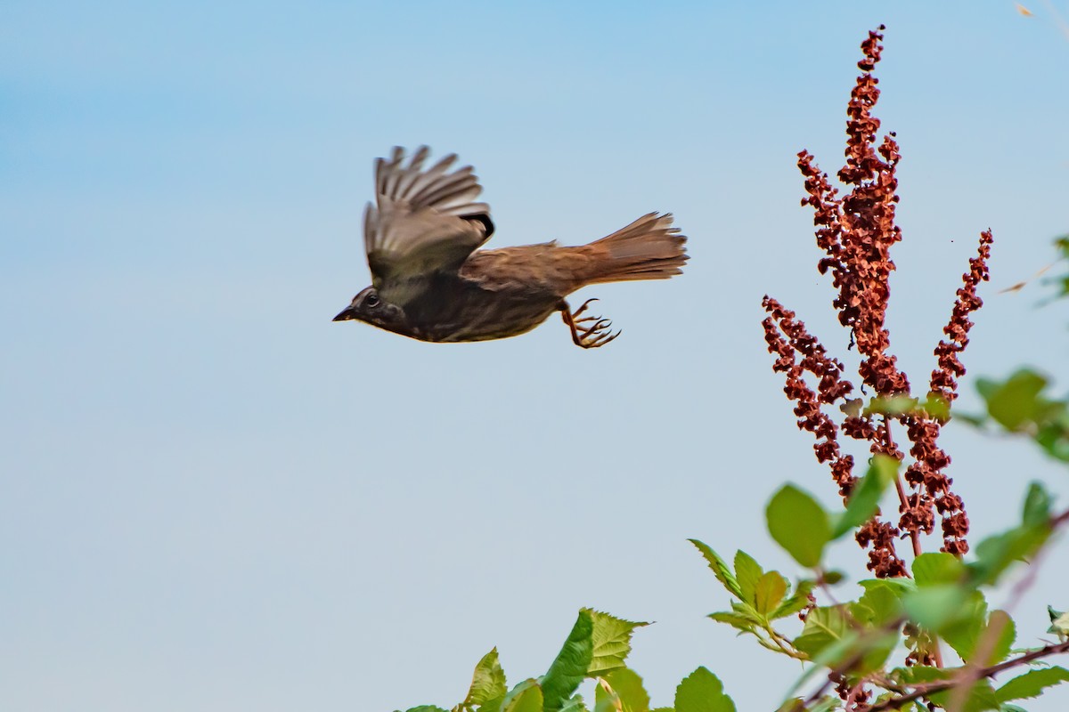 Song Sparrow - ML642679234