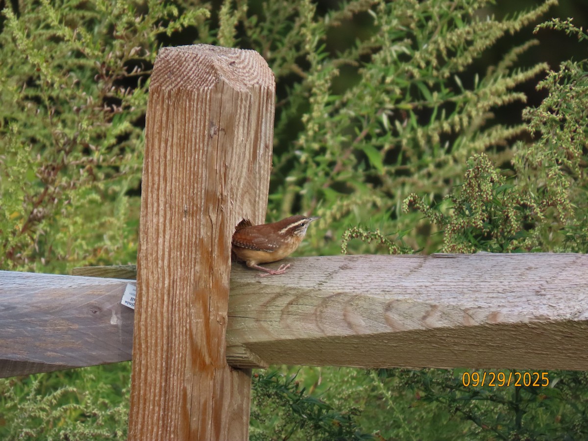 Carolina Wren - ML642679235