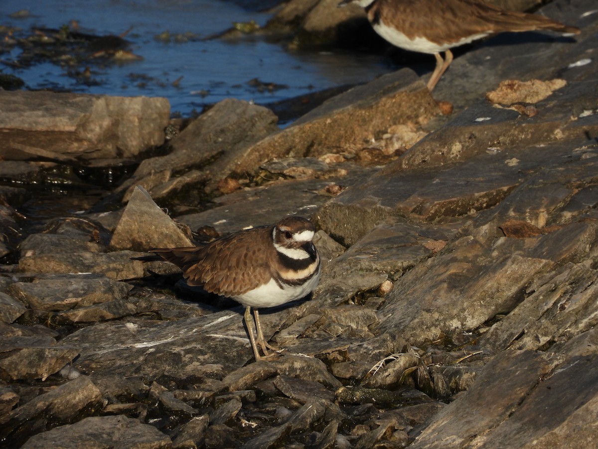 Killdeer - ML642679236