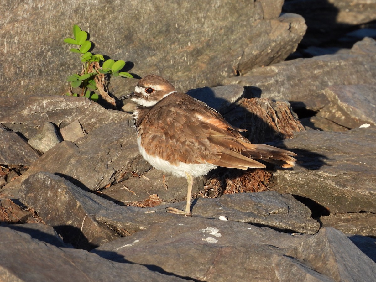 Killdeer - ML642679238