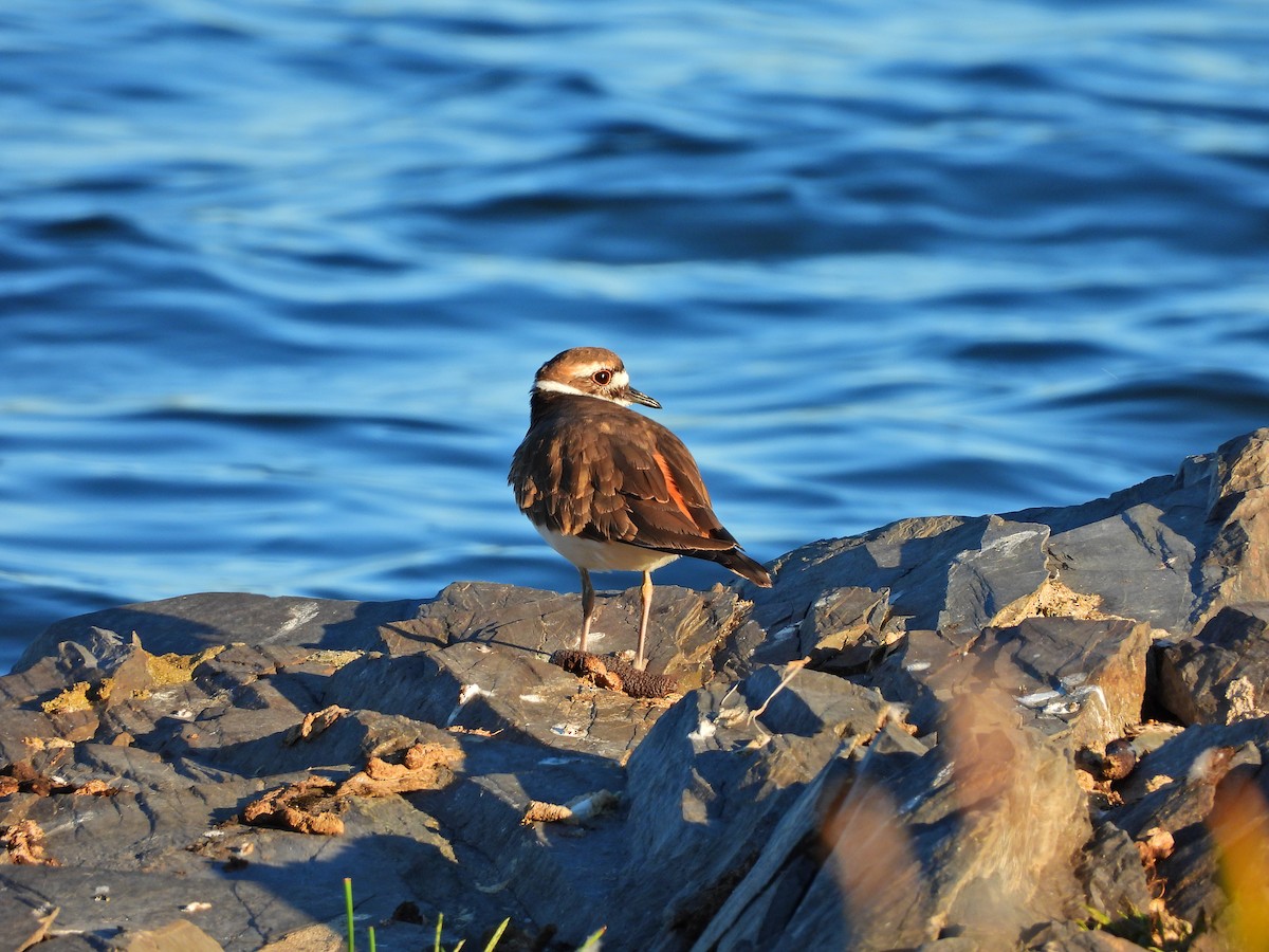 Killdeer - ML642679239
