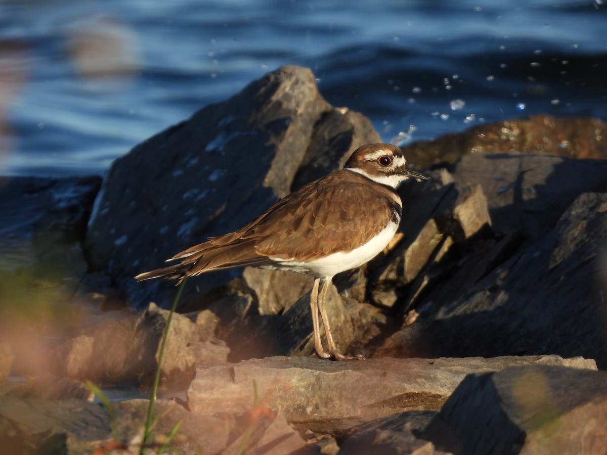 Killdeer - ML642679242