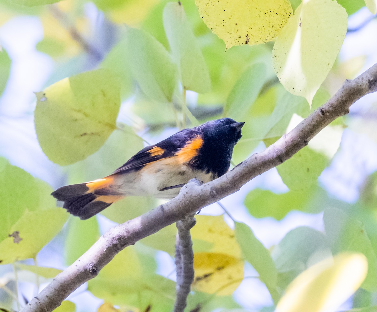 American Redstart - ML642679246