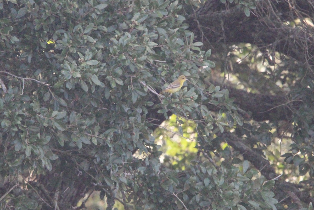 Orchard Oriole - ML642679247