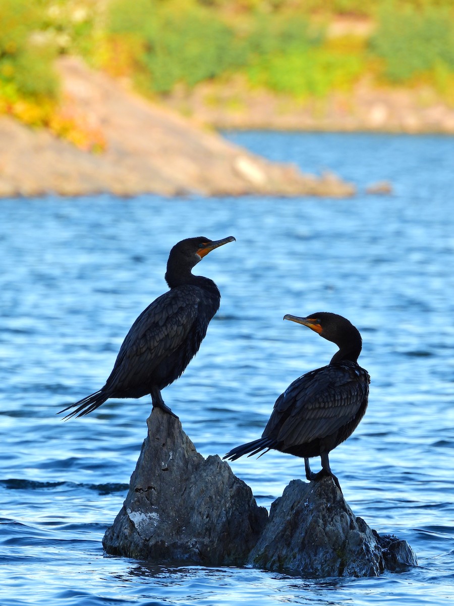 Double-crested Cormorant - ML642679248