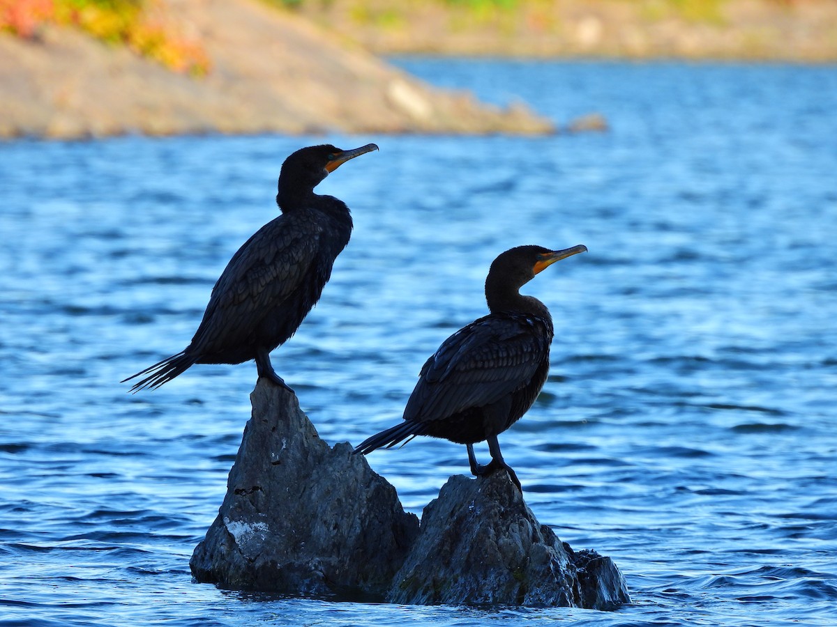 Double-crested Cormorant - ML642679249