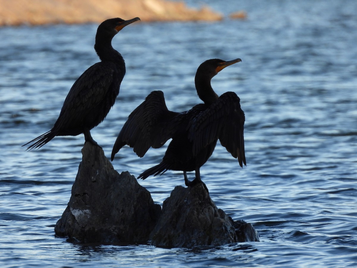 Double-crested Cormorant - ML642679250