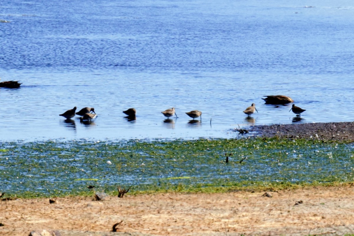 Long-billed Dowitcher - ML642679252
