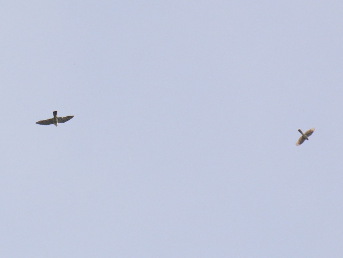 Peregrine Falcon (North American) - ML642679254