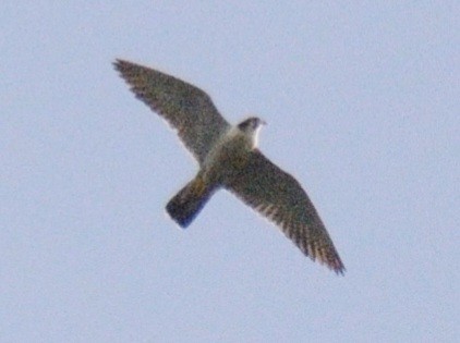Peregrine Falcon (North American) - ML642679255