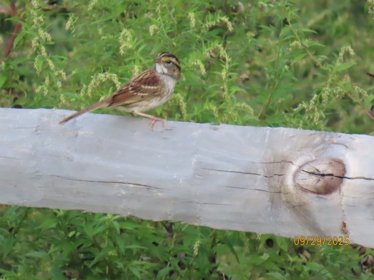 White-throated Sparrow - ML642679256