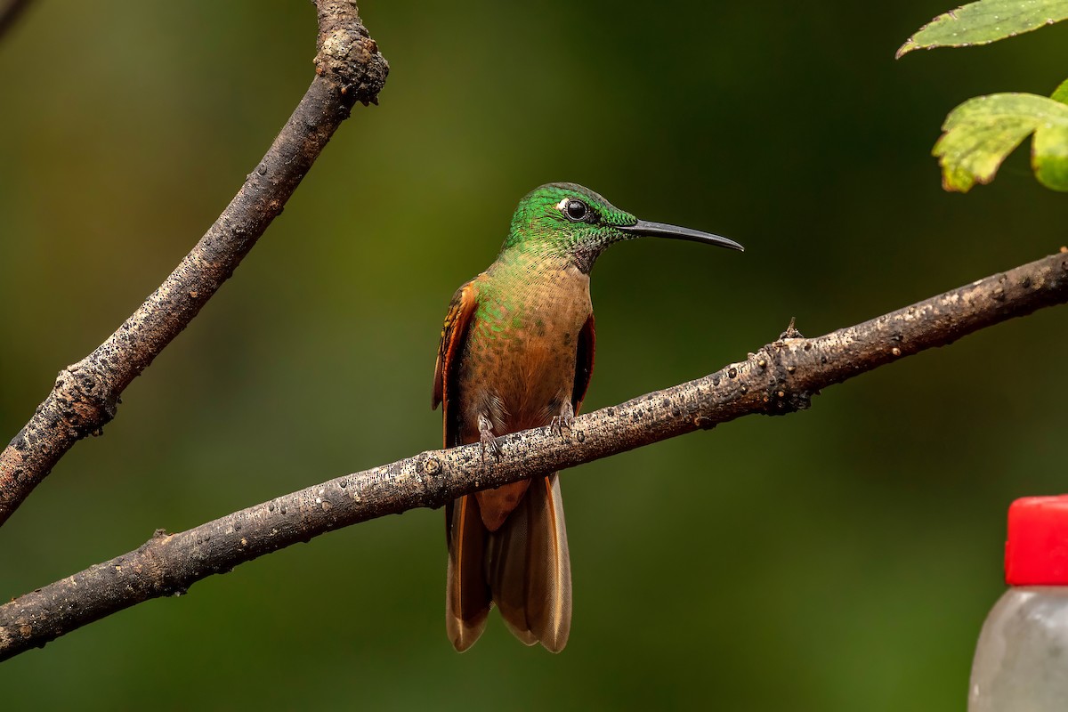 Fawn-breasted Brilliant - ML642679257