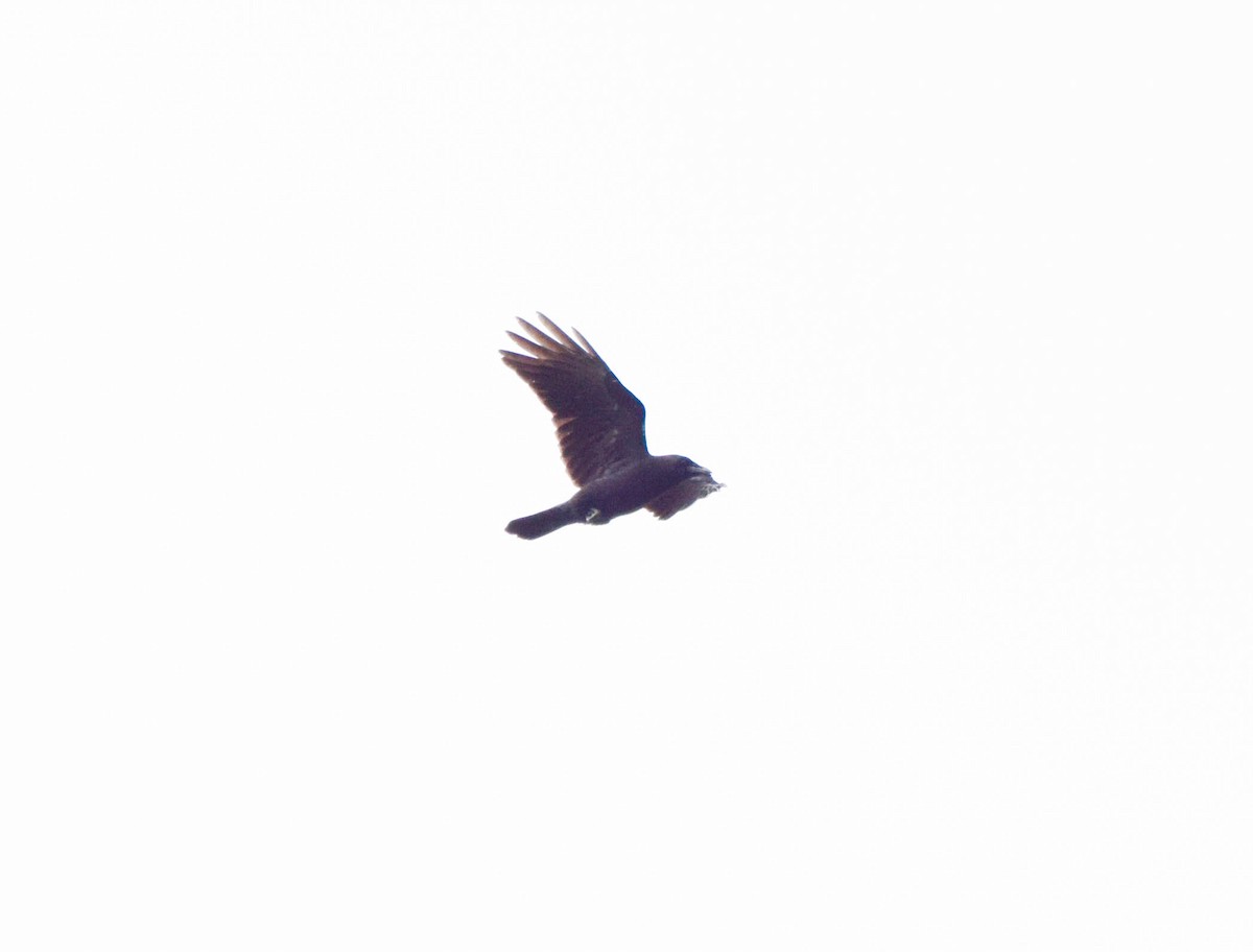 American Crow - ML642679258