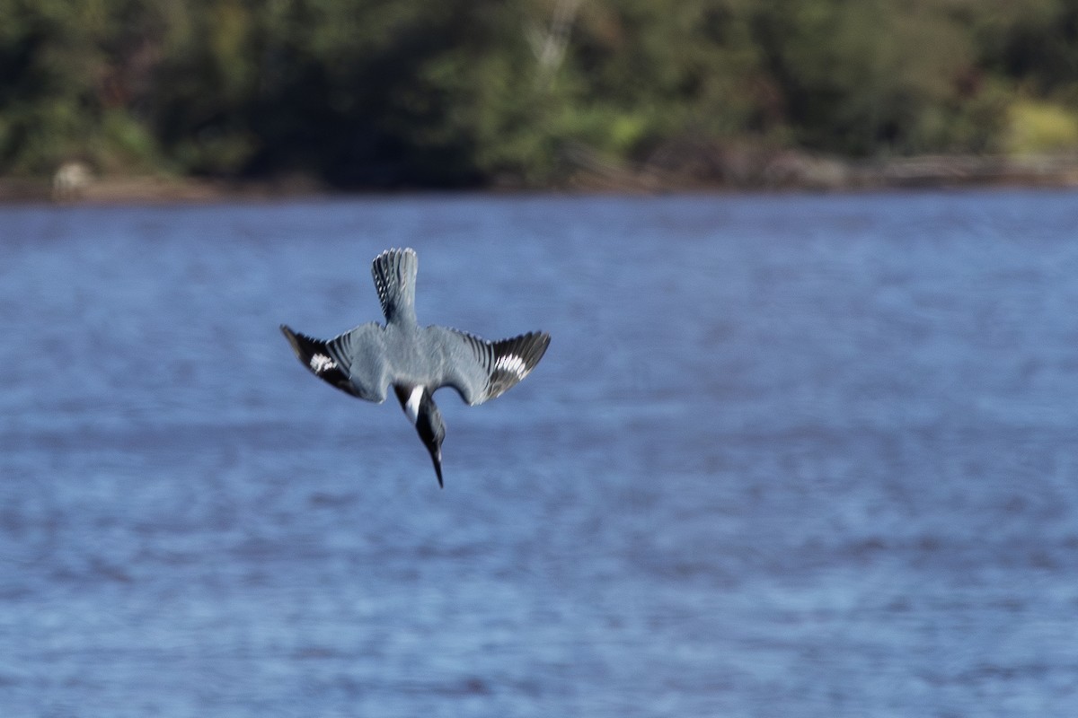 Belted Kingfisher - ML642679261