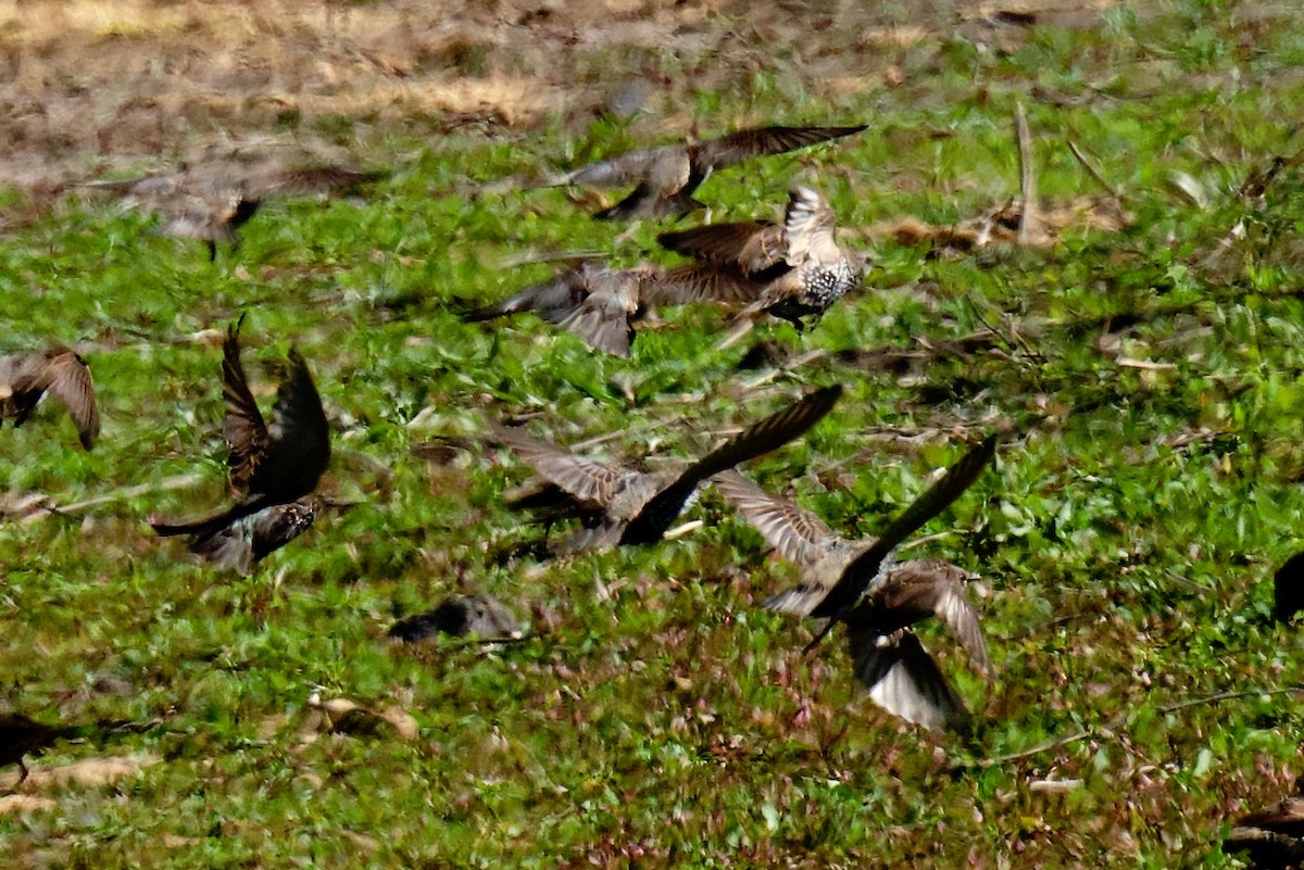 European Starling - ML642679262