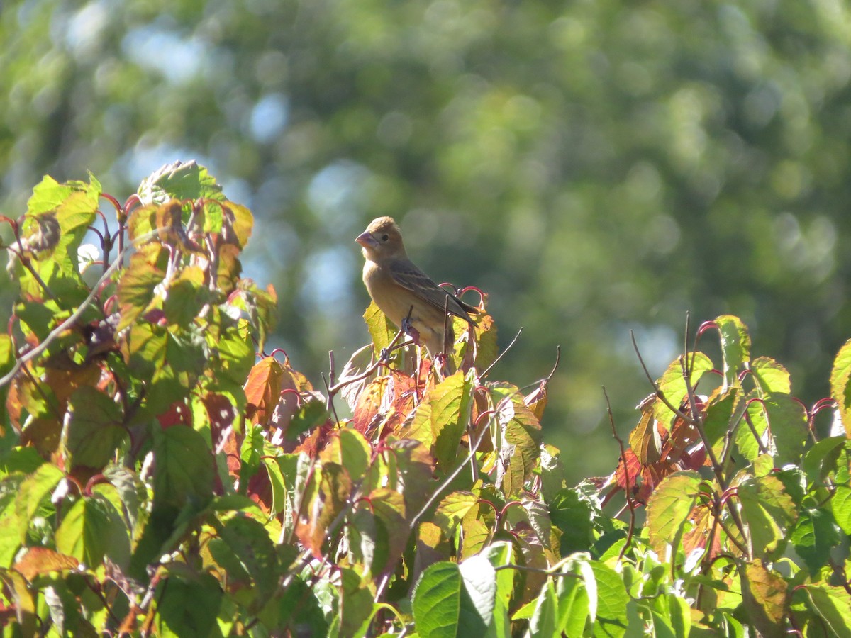 Blue Grosbeak - ML642679264