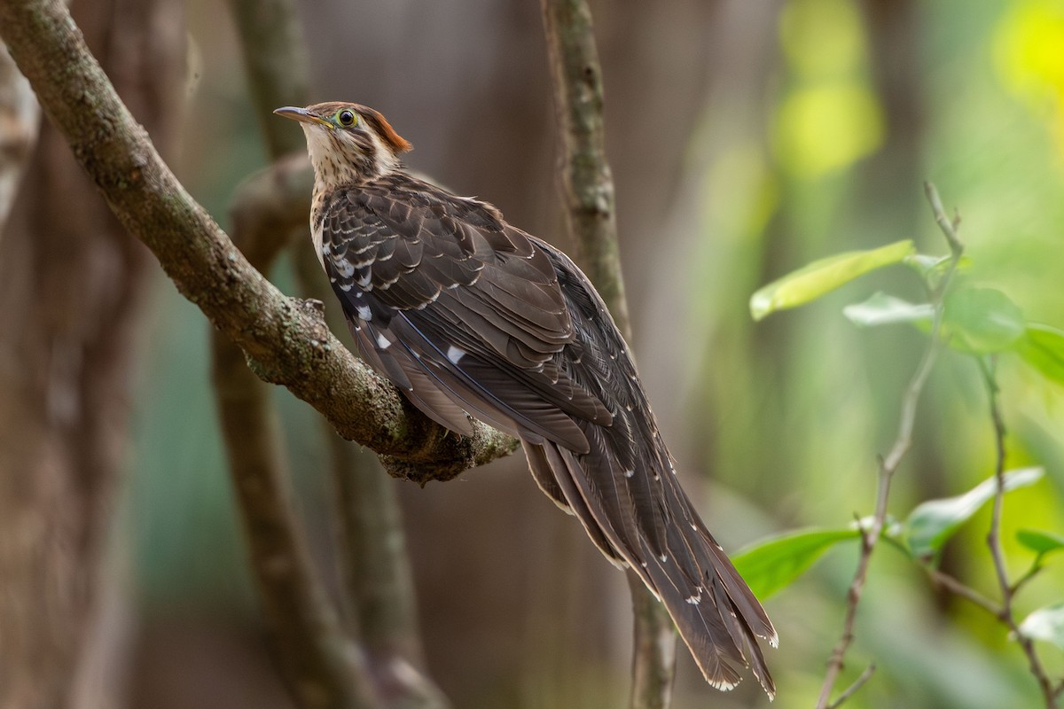 Pheasant Cuckoo - ML642679265