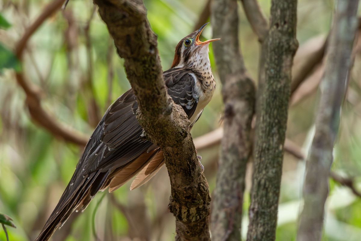 Pheasant Cuckoo - ML642679266