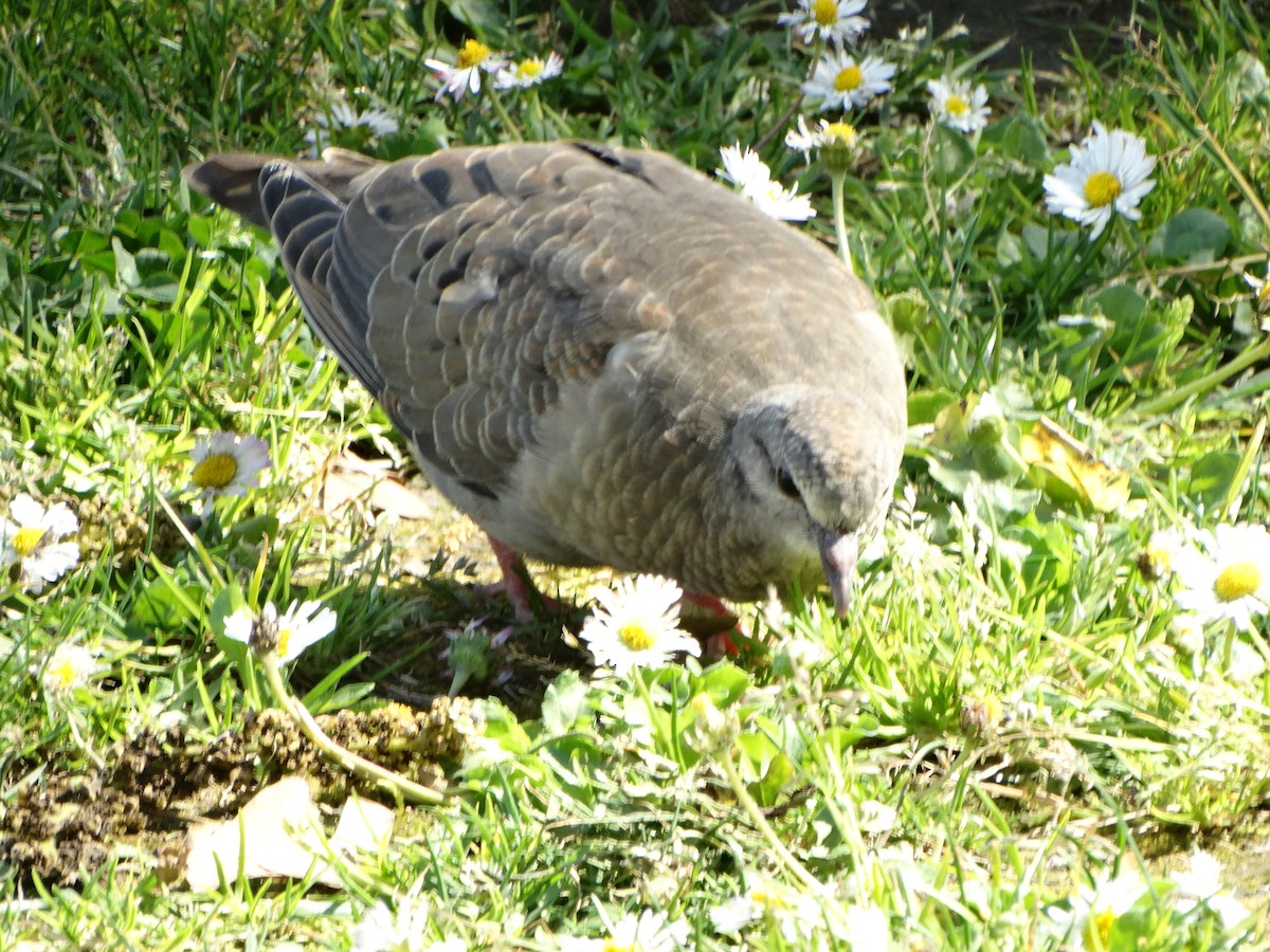 Eared Dove - ML642679274
