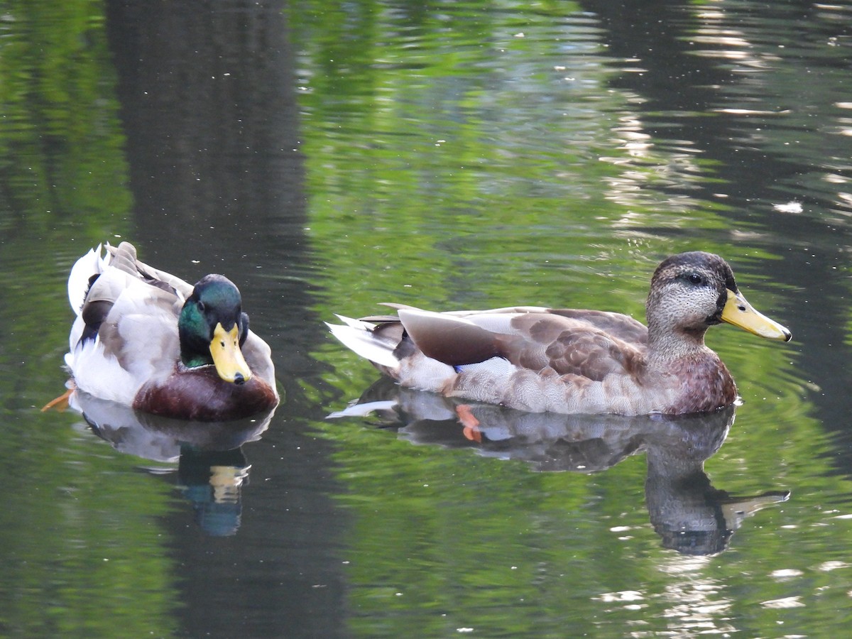 Mallard - ML642679276