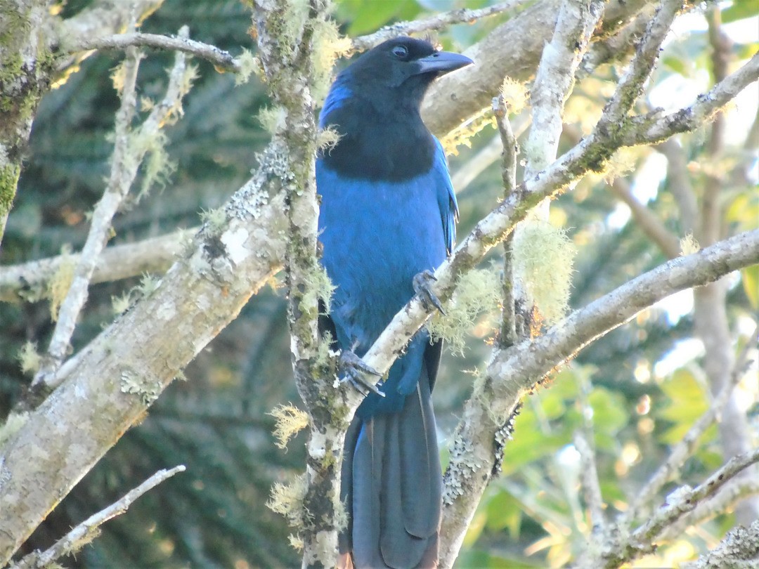 Azure Jay - ML642679285