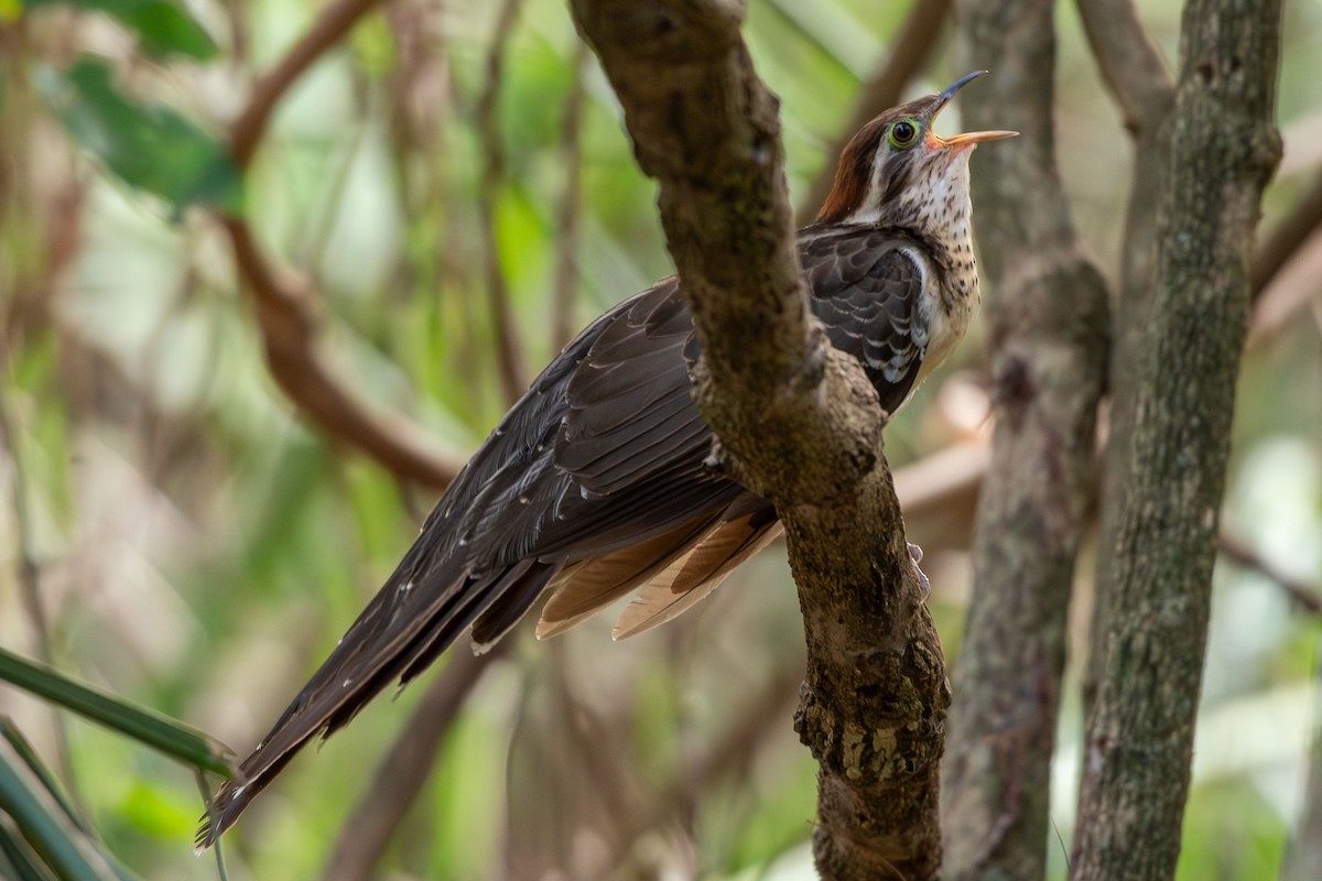 Pheasant Cuckoo - ML642679286