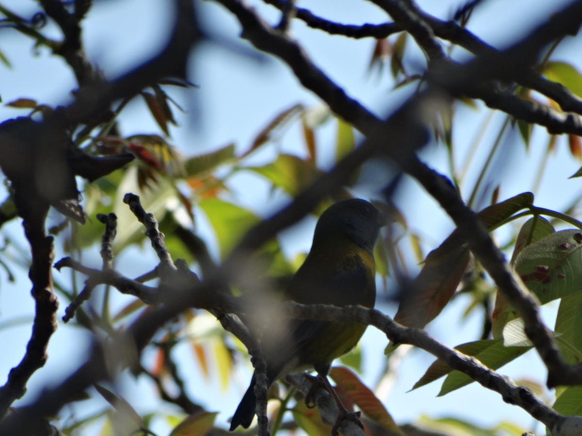 Gray-hooded Sierra Finch - ML642679287