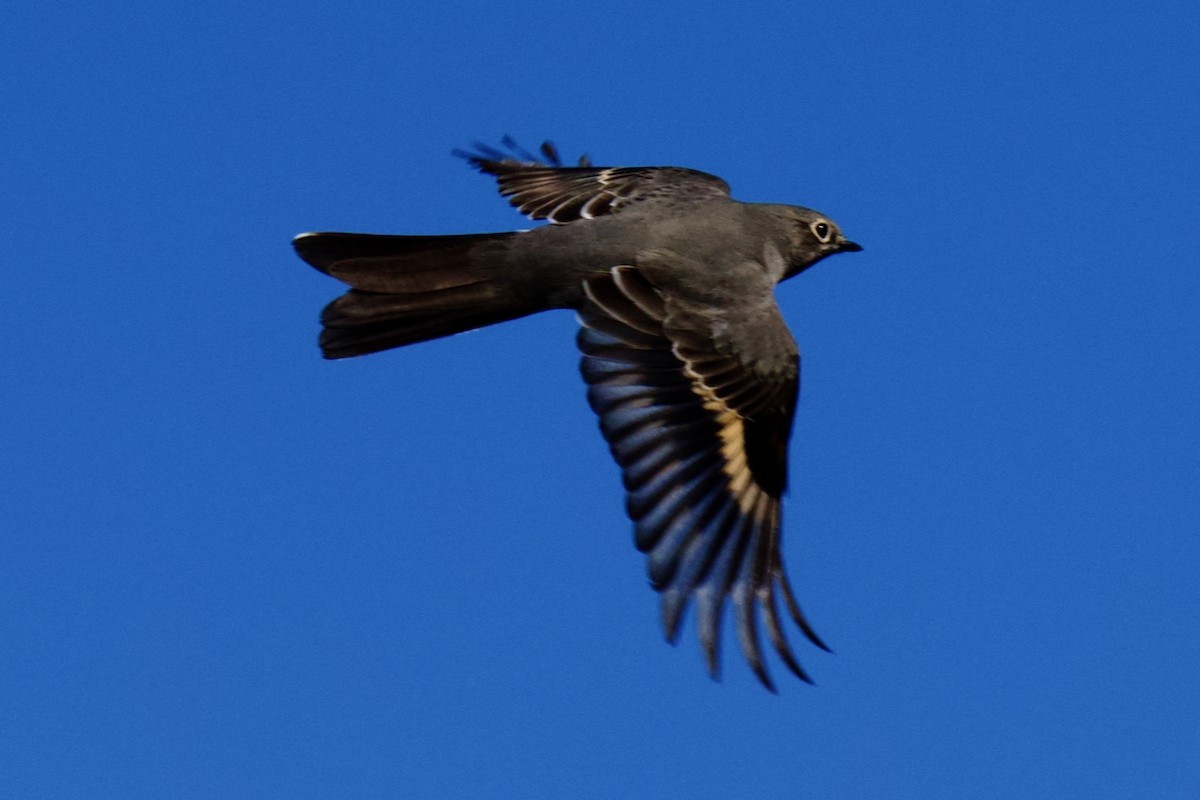 Townsend's Solitaire - ML642679299