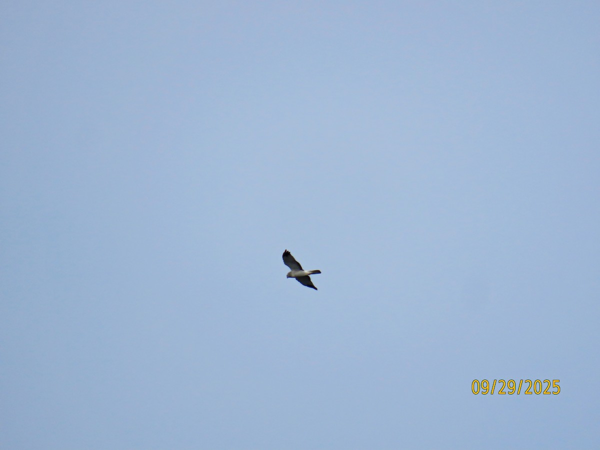 Northern Harrier - ML642679303