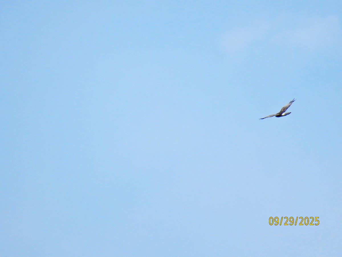 Northern Harrier - ML642679304
