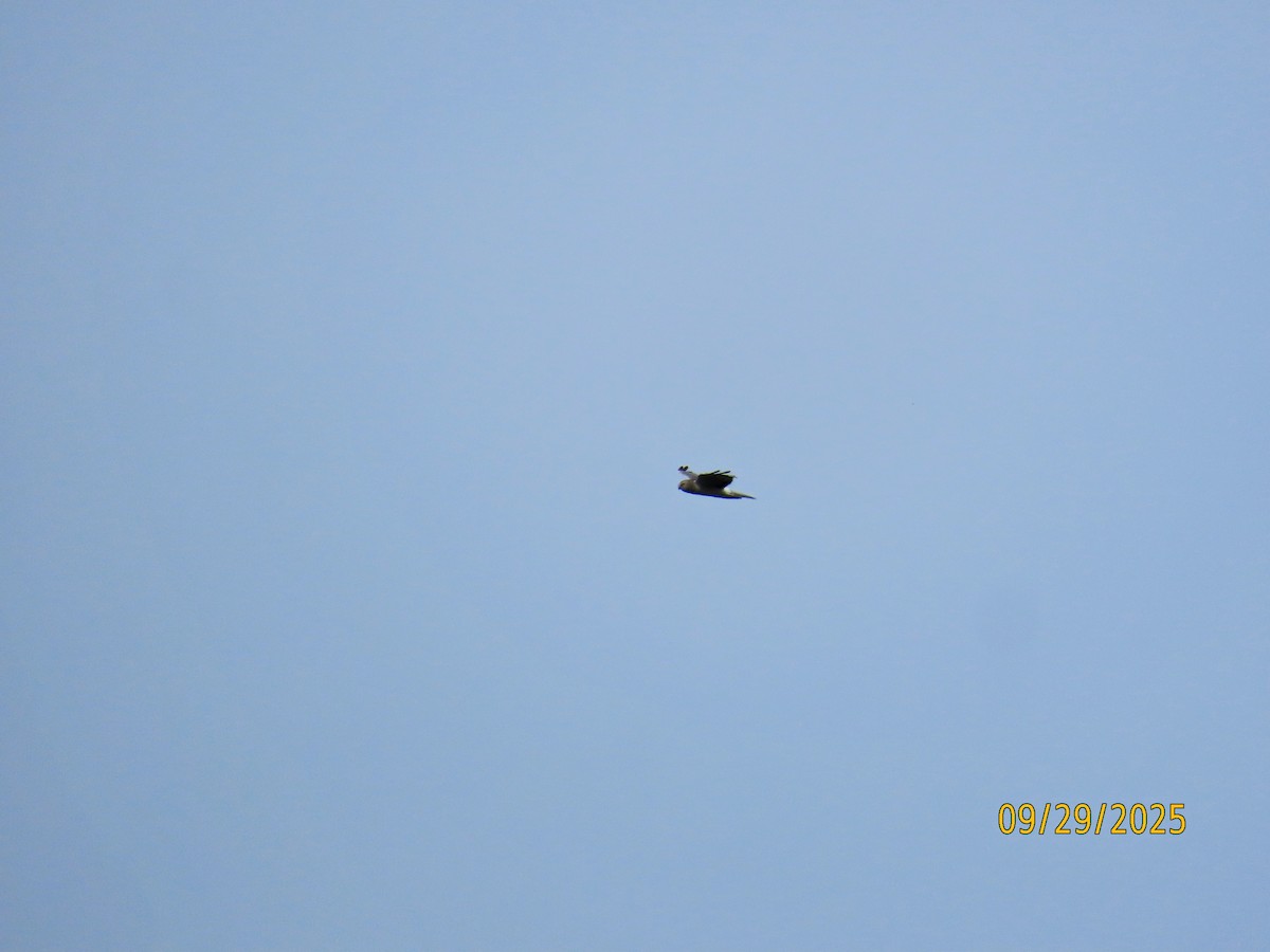 Northern Harrier - ML642679305