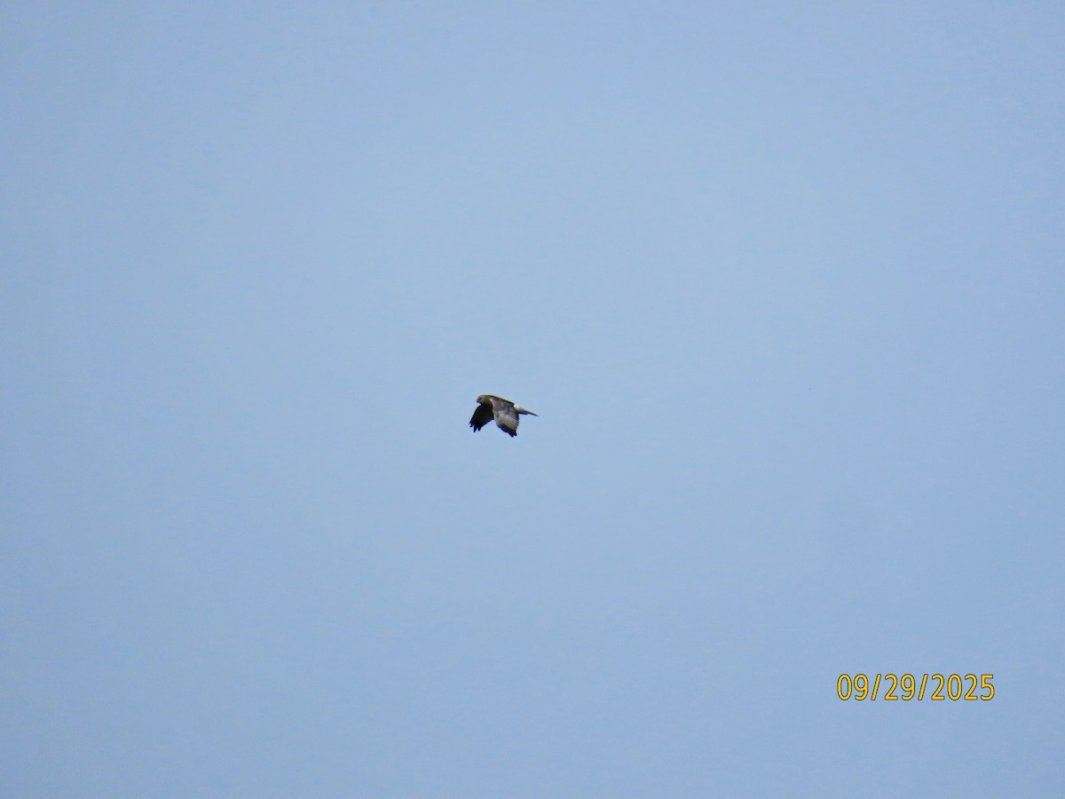 Northern Harrier - ML642679306