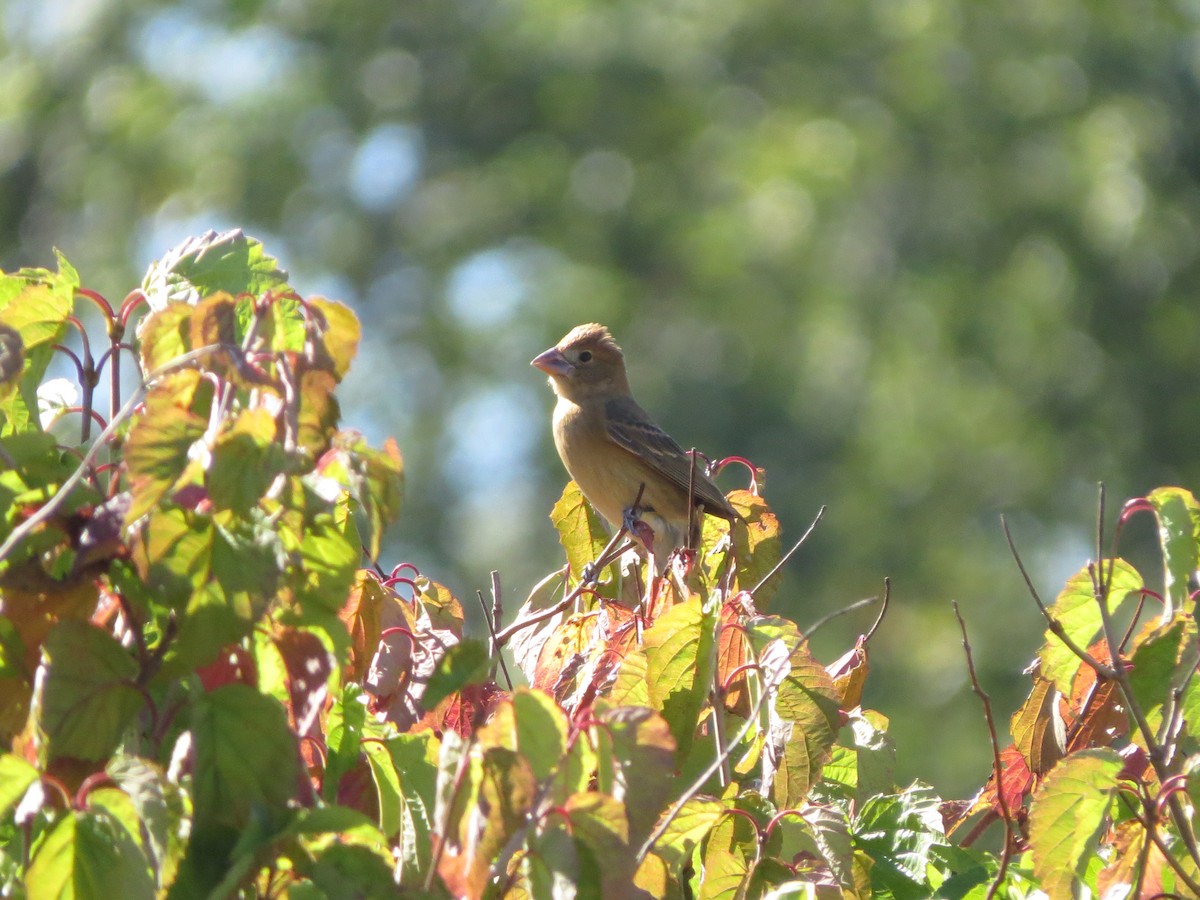 Blue Grosbeak - ML642679307