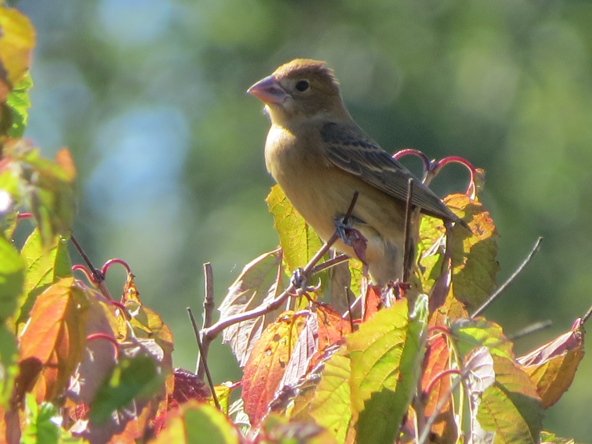 Blue Grosbeak - ML642679335