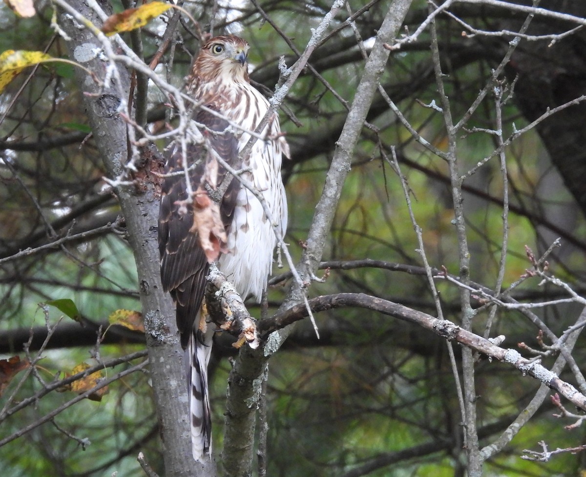 Cooper's Hawk - ML642679336