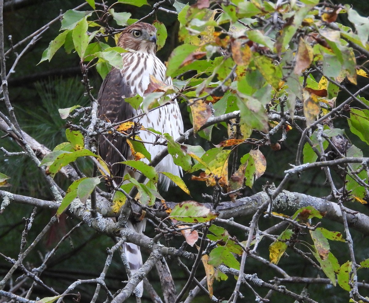 Cooper's Hawk - ML642679337