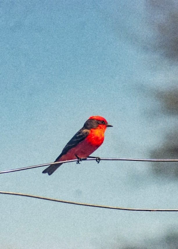 Vermilion Flycatcher - ML642679342