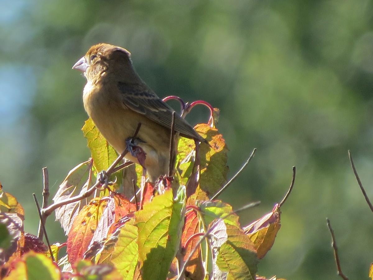 Blue Grosbeak - ML642679343