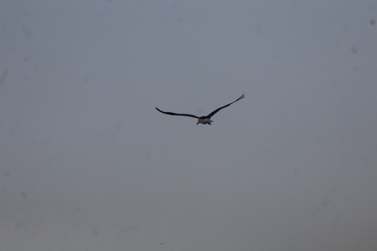 Lesser Black-backed Gull - ML642679351
