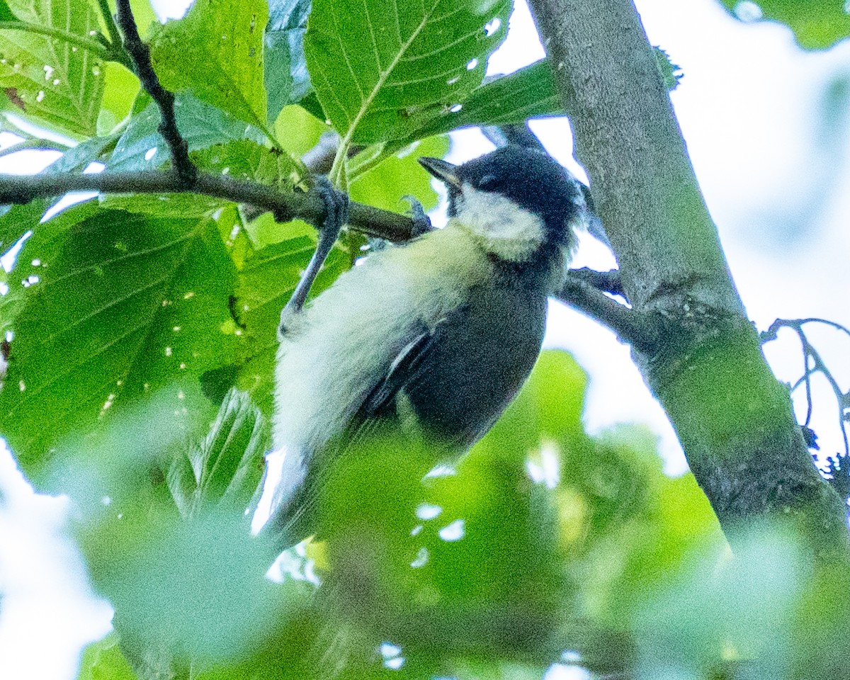 Great Tit - ML642679353