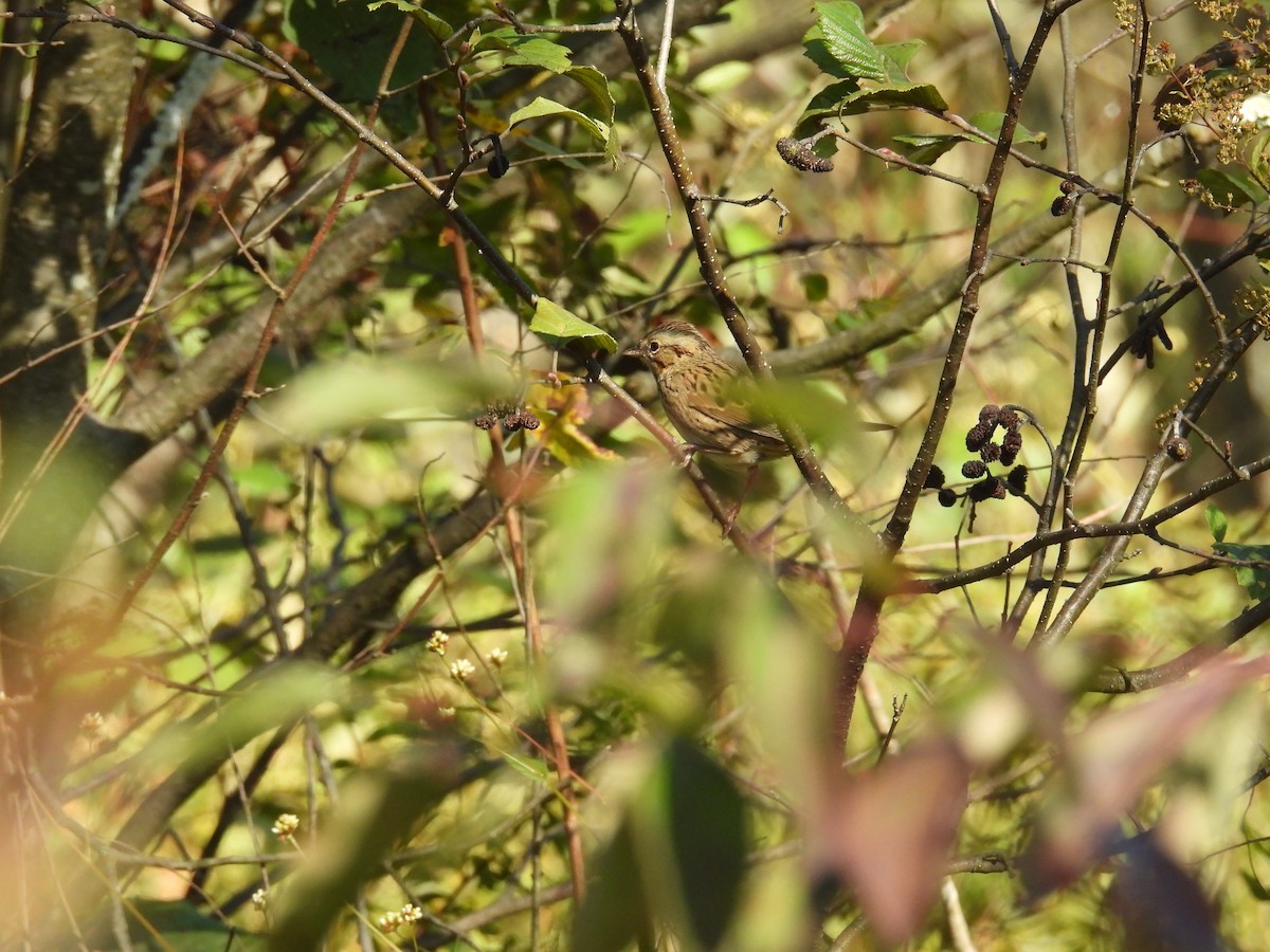 Lincoln's Sparrow - ML642679354