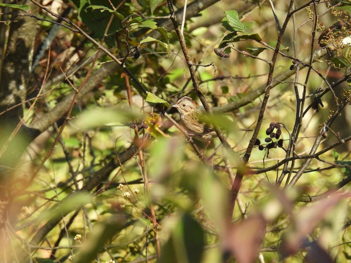 Lincoln's Sparrow - ML642679355