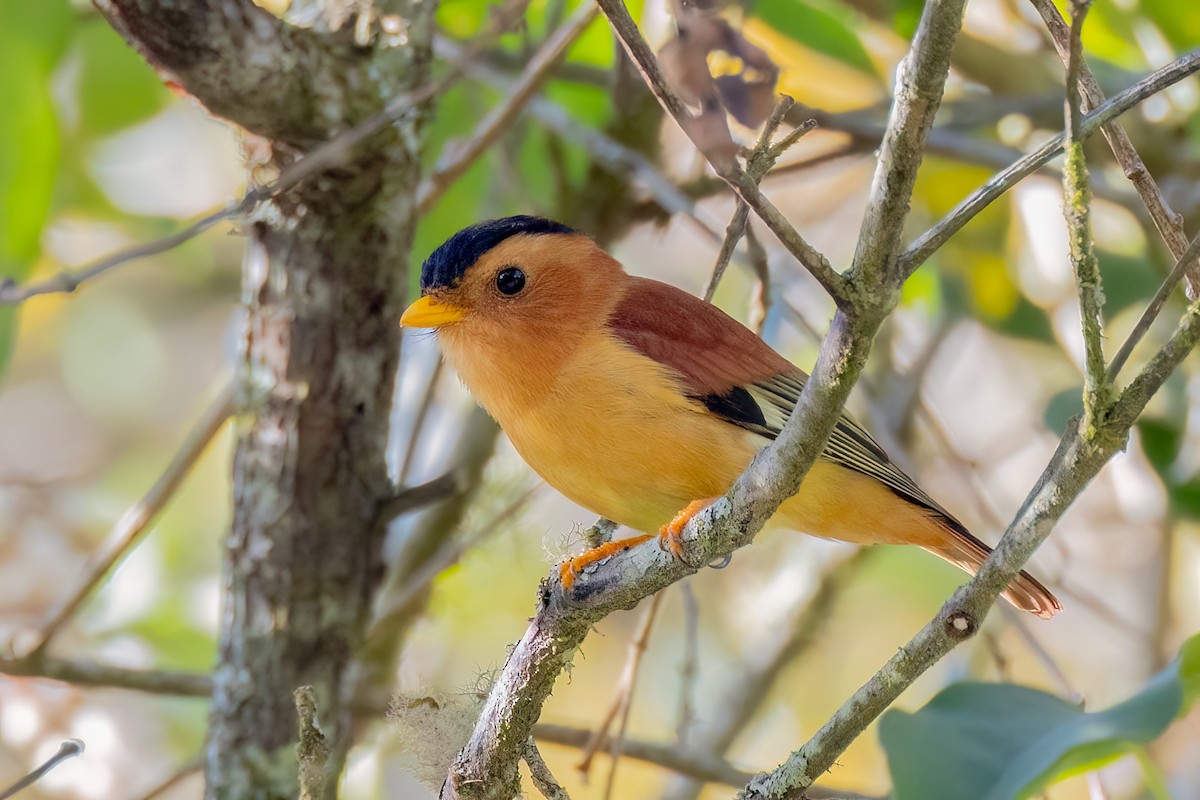 Black-capped Piprites - ML642679356