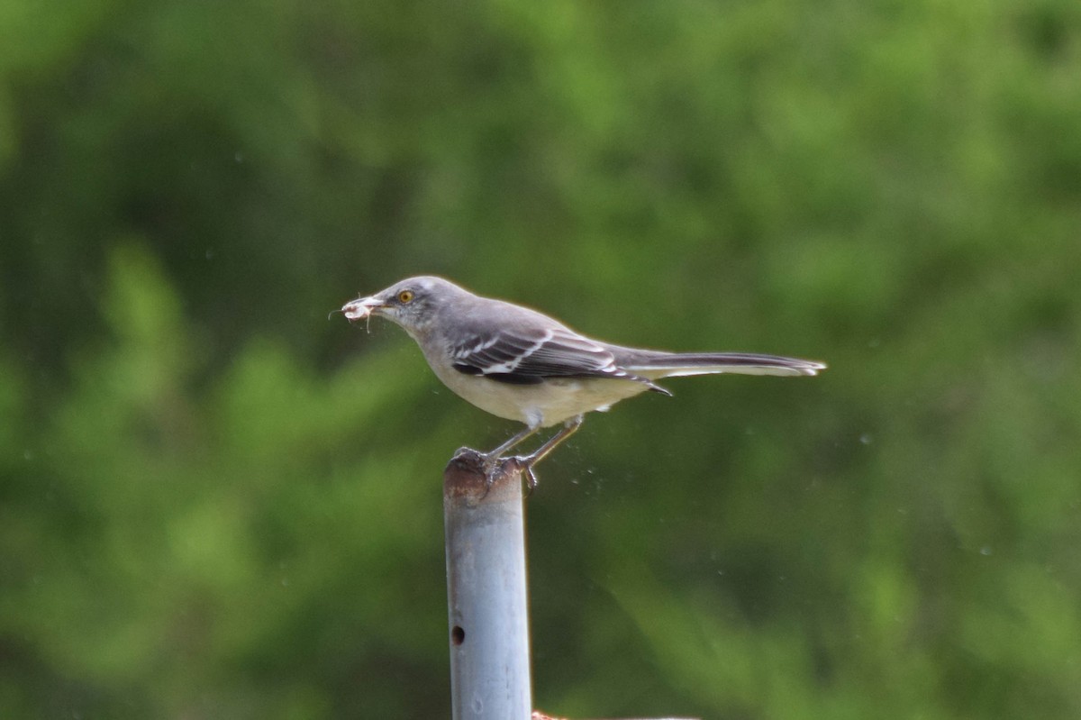 Northern Mockingbird - ML642679357