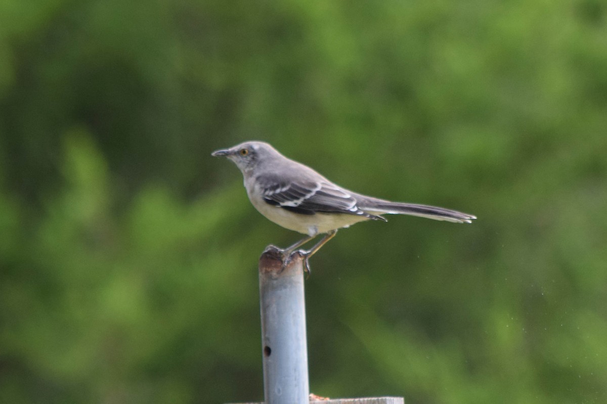 Northern Mockingbird - ML642679358