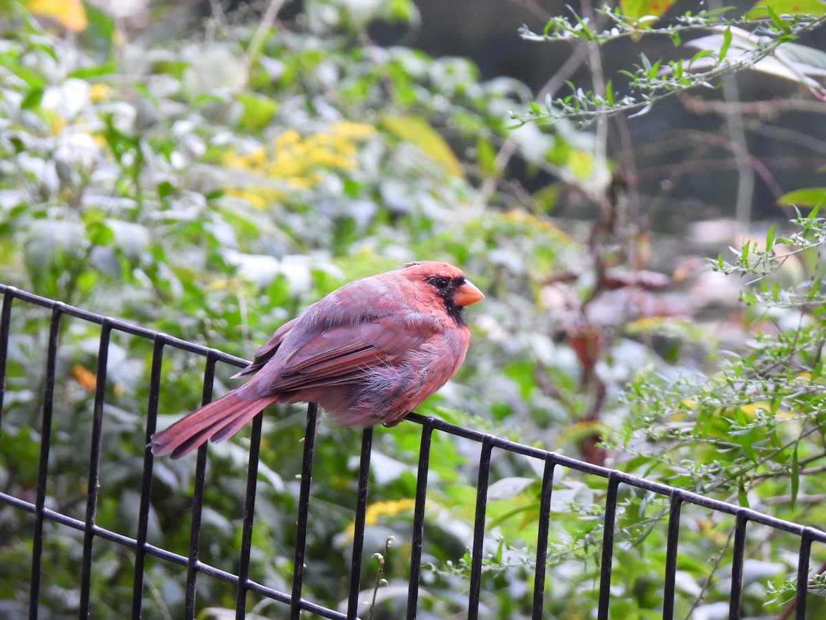 Northern Cardinal - ML642679359