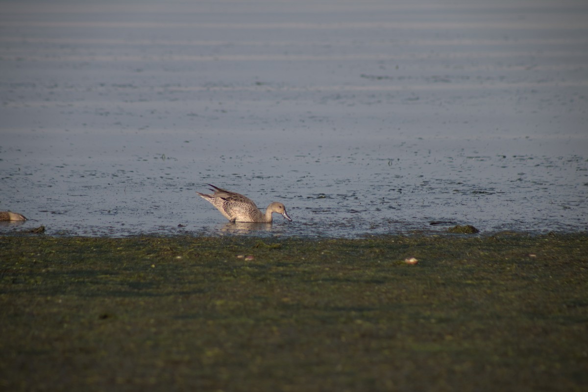 Northern Pintail - ML642679360