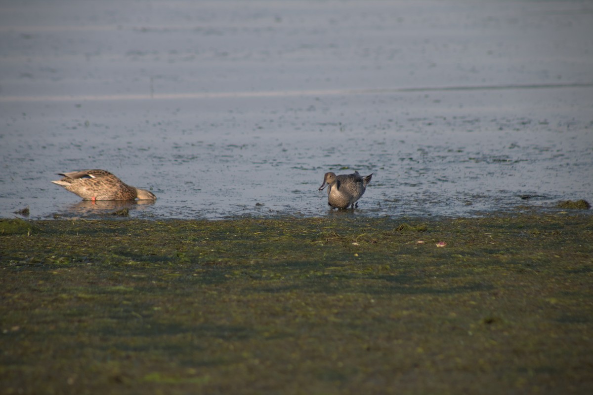 Northern Pintail - ML642679361