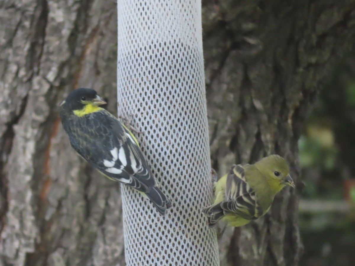 Lesser Goldfinch - ML642679362