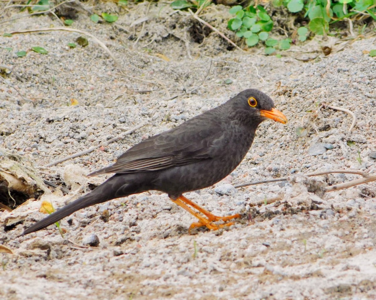 Chiguanco Thrush - ML642679363